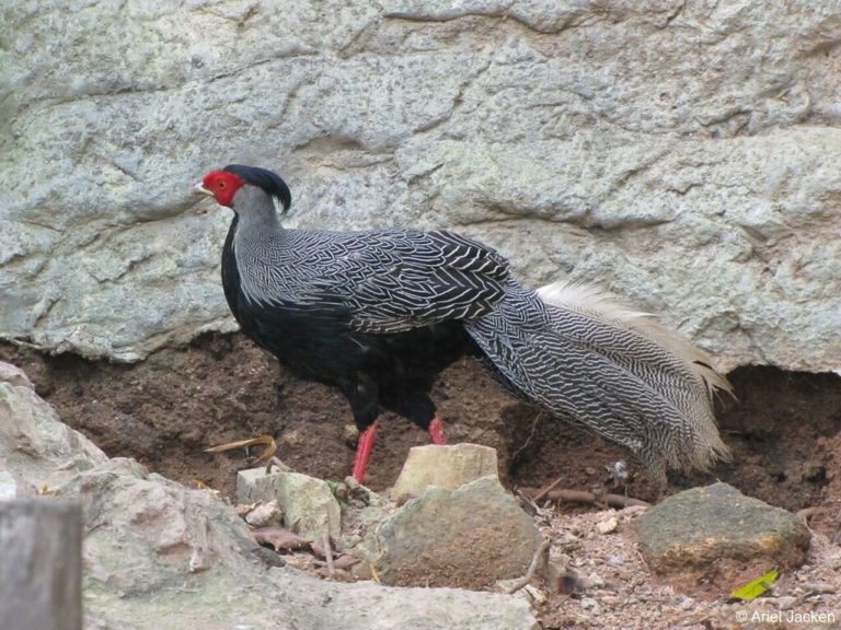 Lophura nycthemera lewisi WPADeutschland