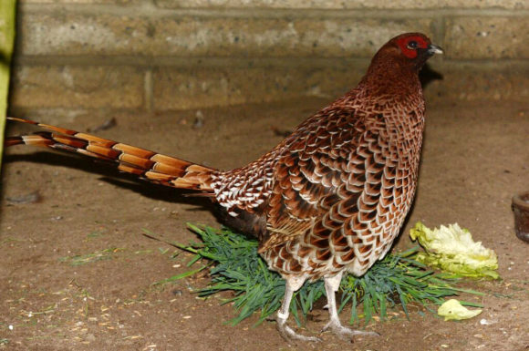 Copper Pheasant Habitat